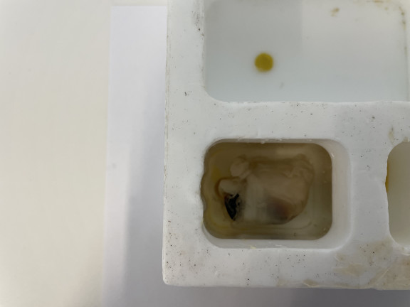 Preparaten_Embedded mouth of an octopus (c) ETWIE