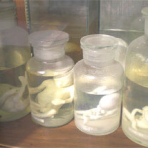 embryologie_kul