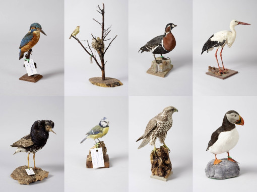 Opgezette vogels uit de Pas-collectie @KU Leuven Imaging Lab