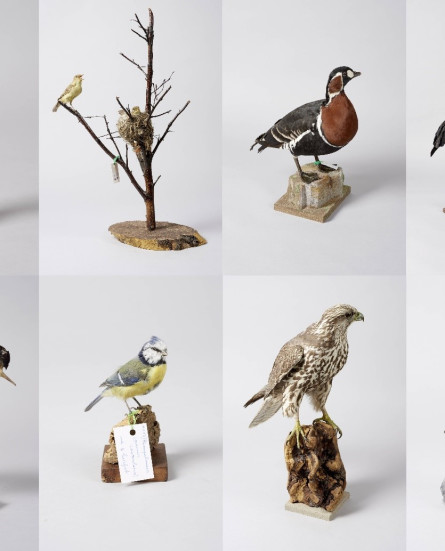 Opgezette vogels uit de Pas-collectie @KU Leuven Imaging Lab