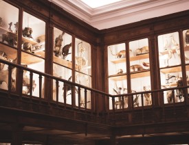 Opgezette dieren museum_unsplash_geenattributie