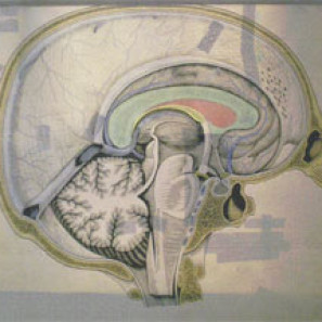 anatomie_kul