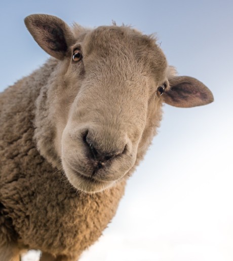 landbouw_schaap_pixabay_geeattributie_etwie