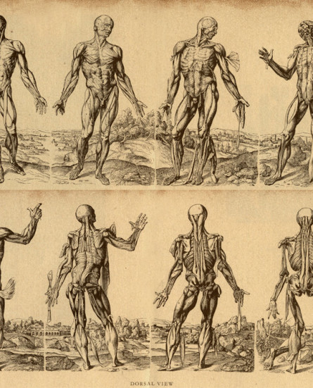 vesalius_interior
