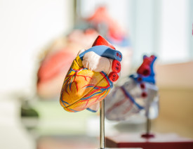 anatomisch model hart_Photo by jesse orrico on Unsplash