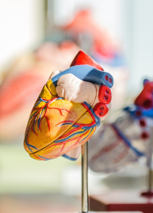 anatomisch model hart_Photo by jesse orrico on Unsplash