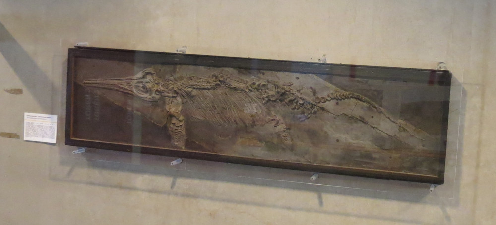 Ichthyosaurus_KULeuven