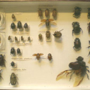 entomologie_kul