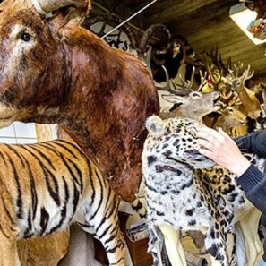 taxidermieke