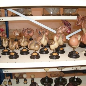 anatomie_ulb