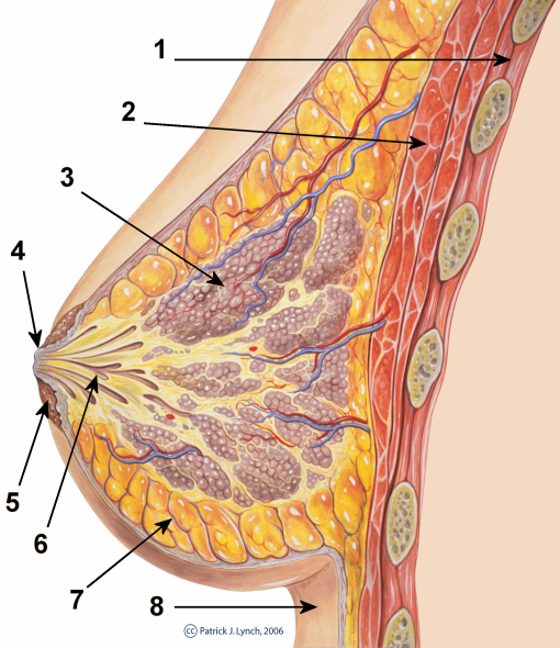 anatomie borst (c) Patrick J.  Lynch